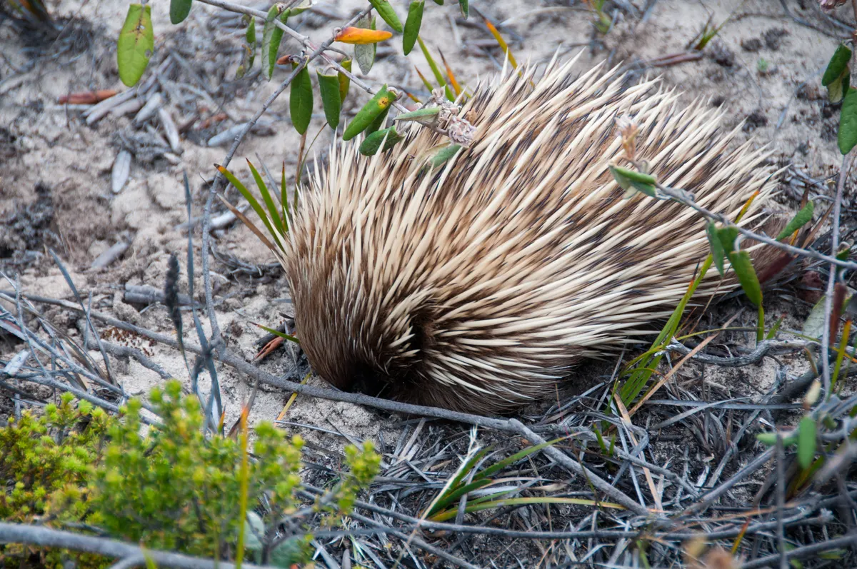Short-beaked echidna nosing through soil and leaf litter while foraging