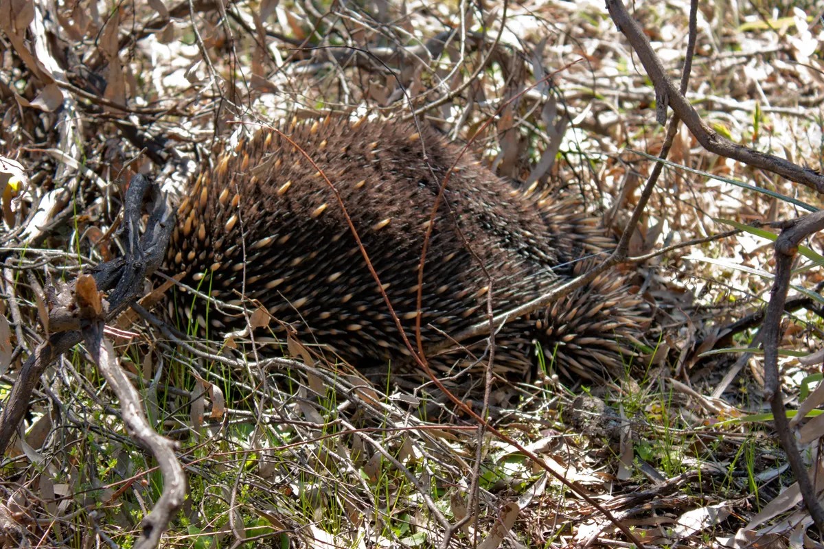 Echidna crossing open ground in dry Australian woodland