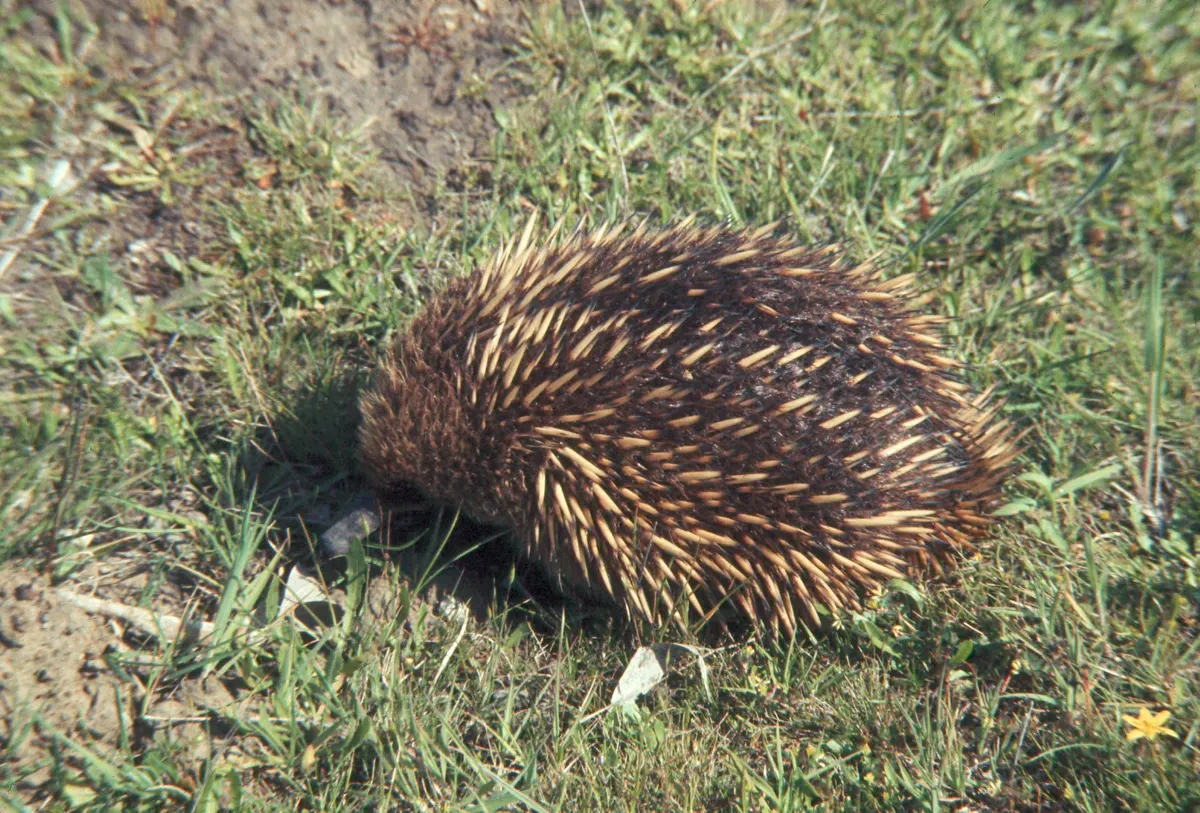 Echidna in tall grass within an open Australian landscape