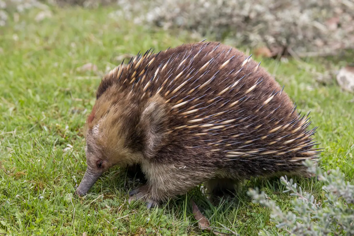 Short-beaked echidna walking across leaf litter with spines raised
