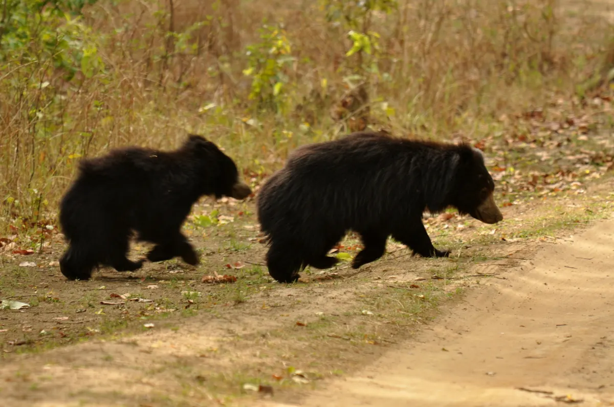 Sloth bear foraging on the ground