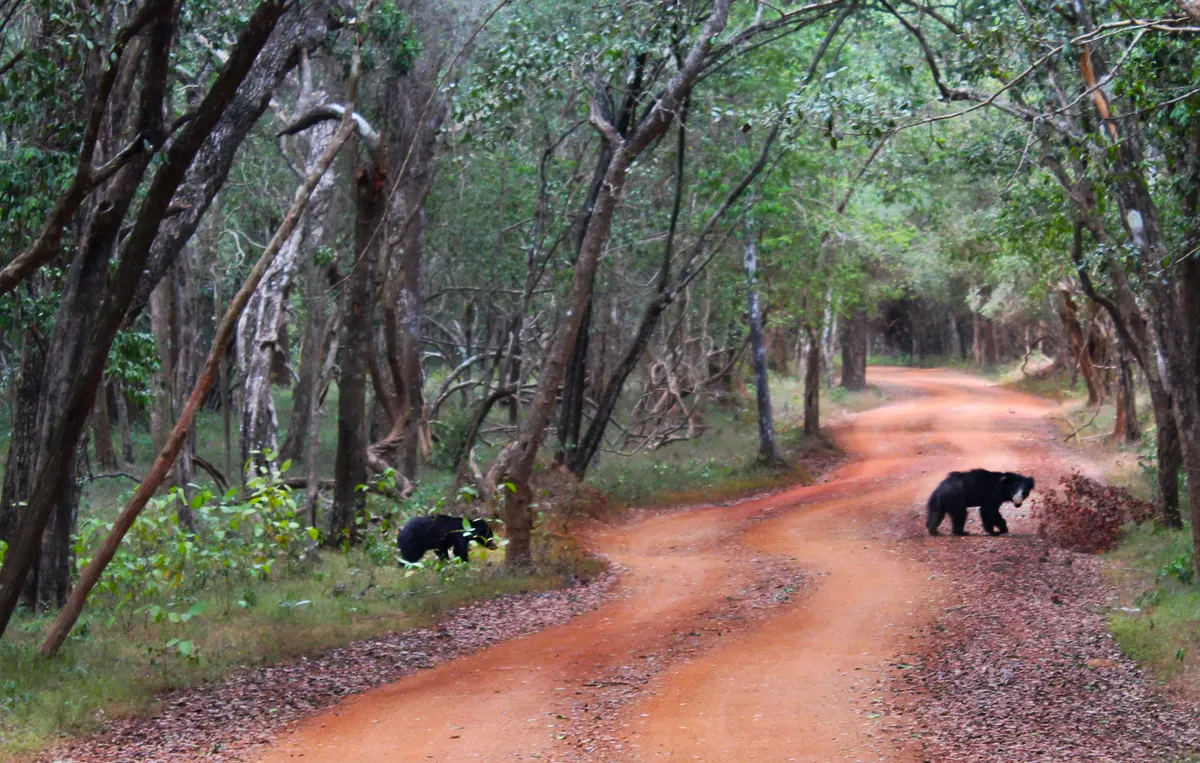 Mother sloth bear and cub crossing open ground