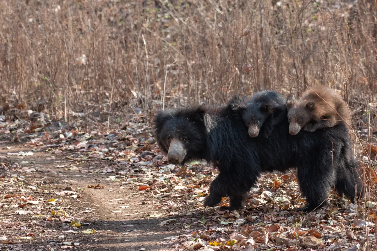 Sloth bear with cubs in forest habitat
