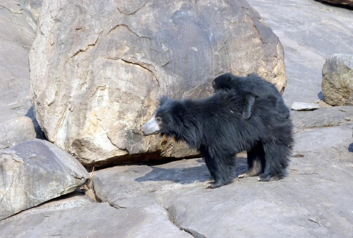 Female sloth bear with a cub in dry habitat