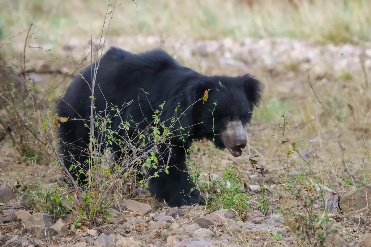 Shaggy black sloth bear with a pale chest mark walking in dry forest