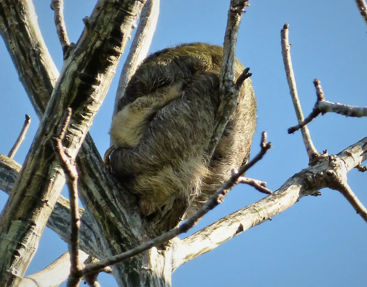 Mother sloth carrying a baby on her belly
