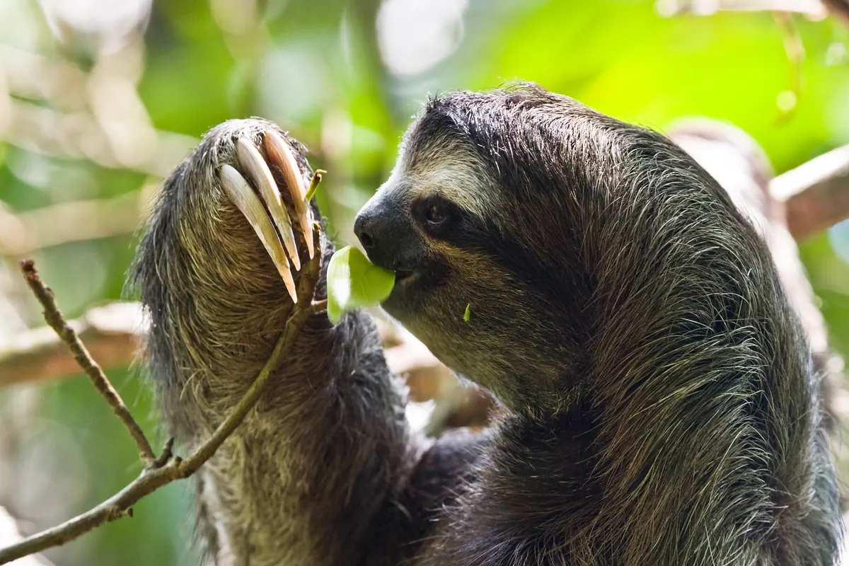 Close-up of a three-toed sloth face with dark eye mask