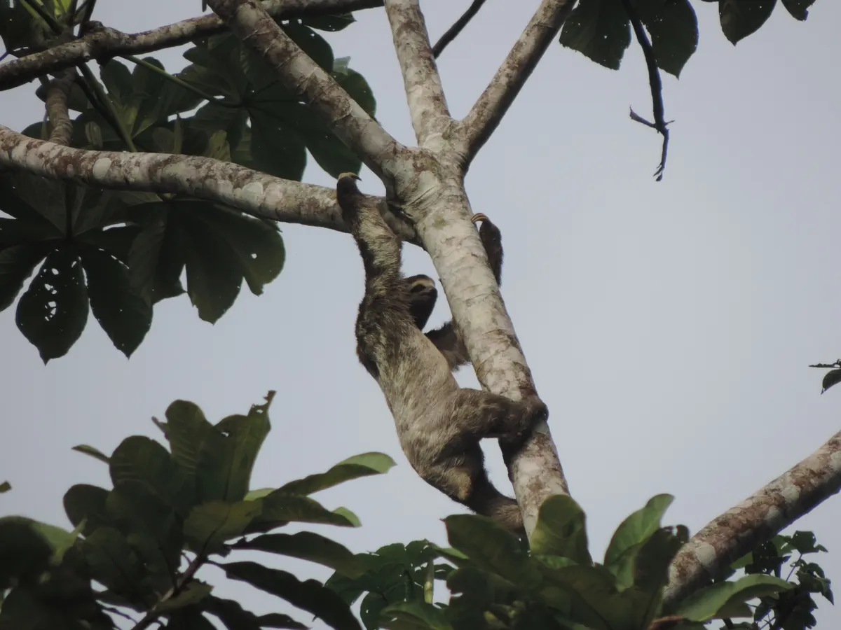 Young three-toed sloth in rainforest vegetation