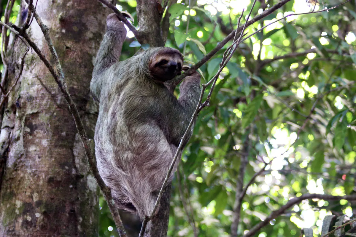 Three-toed sloth reaching for leaves while hanging in a tree