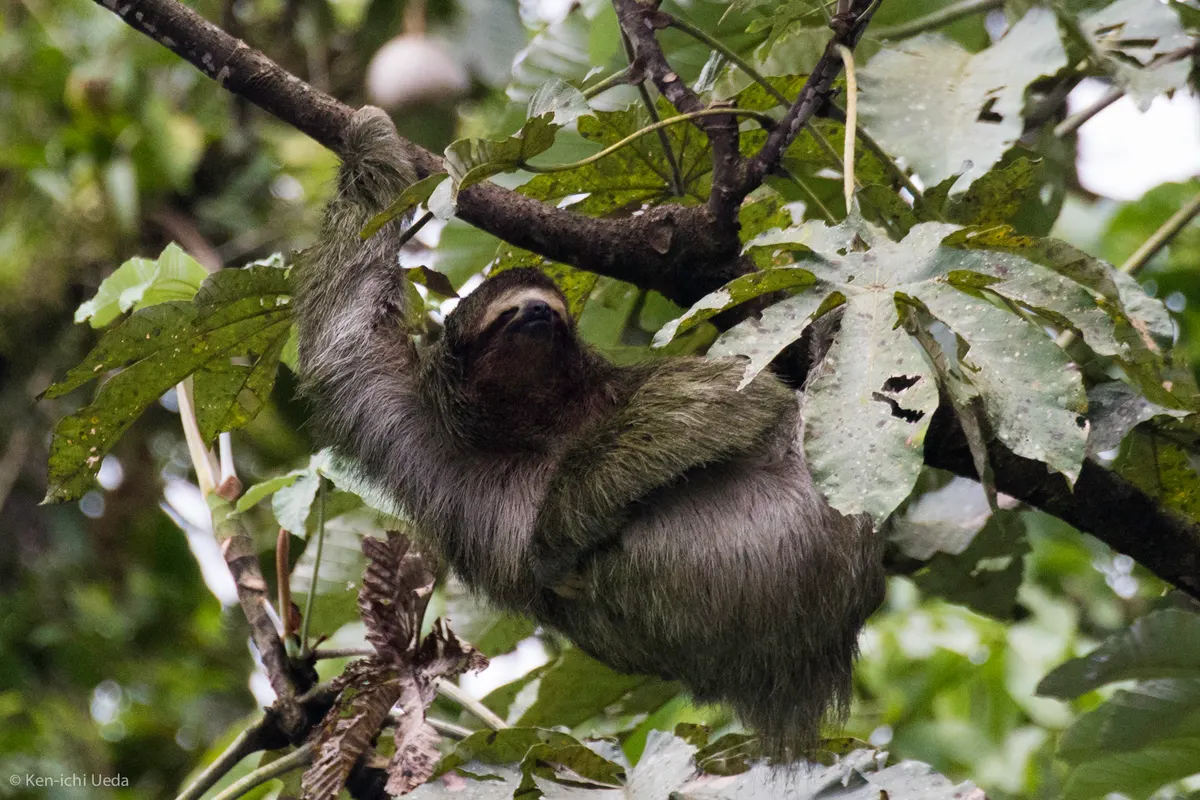 Three-toed sloth resting among rainforest leaves