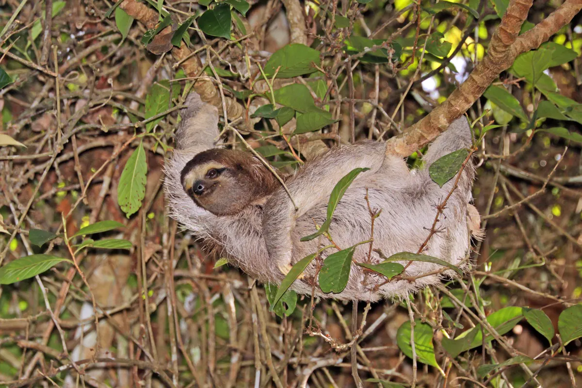 Sloth resting among rainforest tree branches