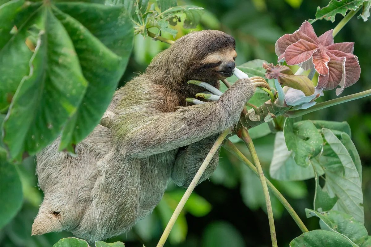 Three-toed sloth in tropical forest canopy