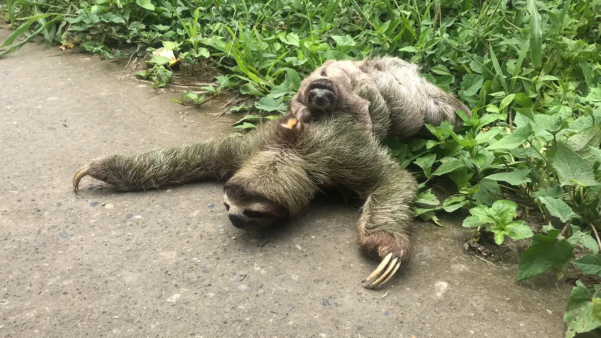 Mother sloth with baby moving slowly along a branch