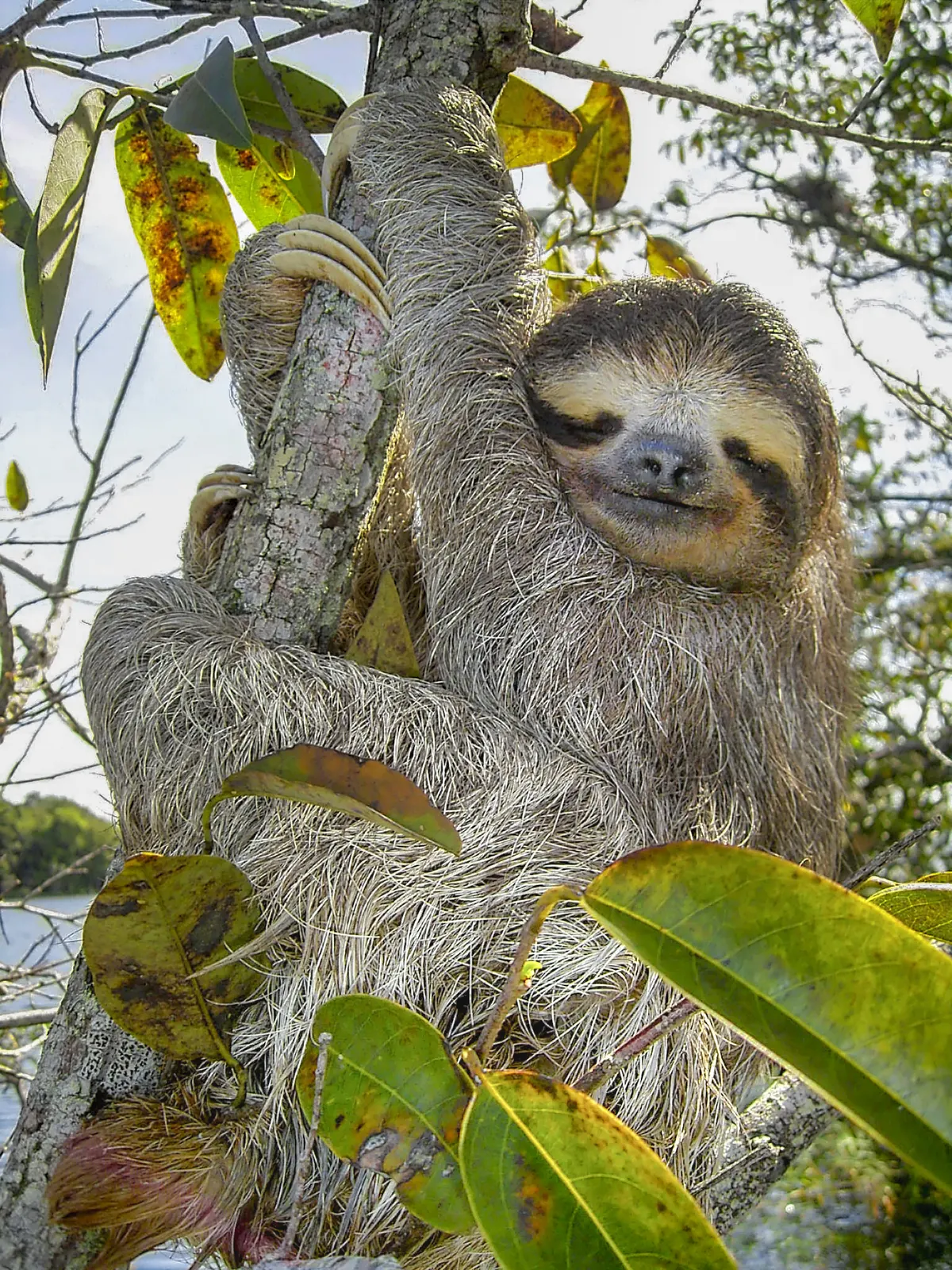 Three-toed sloth hanging upside down from a tree