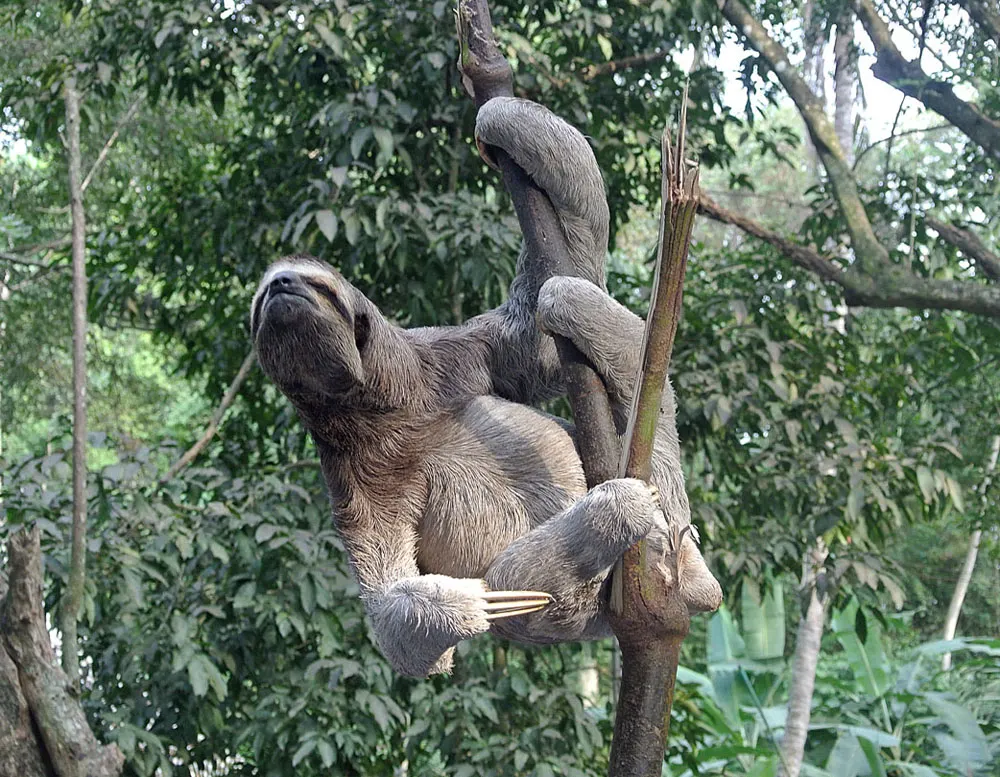 Three-toed sloth hanging from a rainforest tree branch