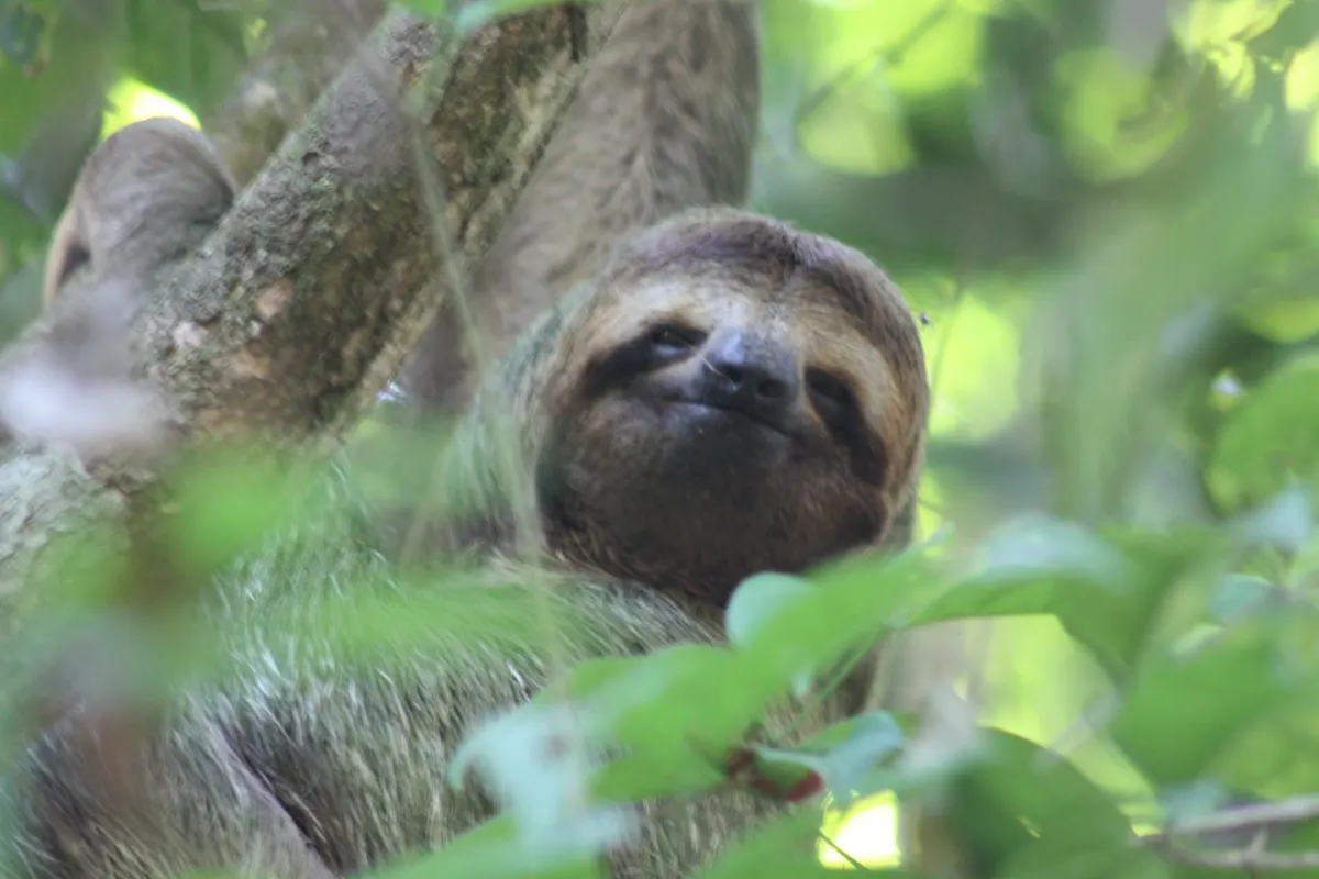Brown-throated three-toed sloth face with gentle expression