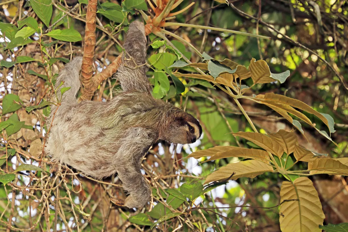 Adult three-toed sloth hanging from a branch showing body size