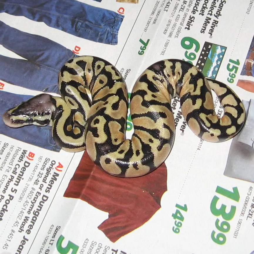 Tiny ball python hatchling on a surface