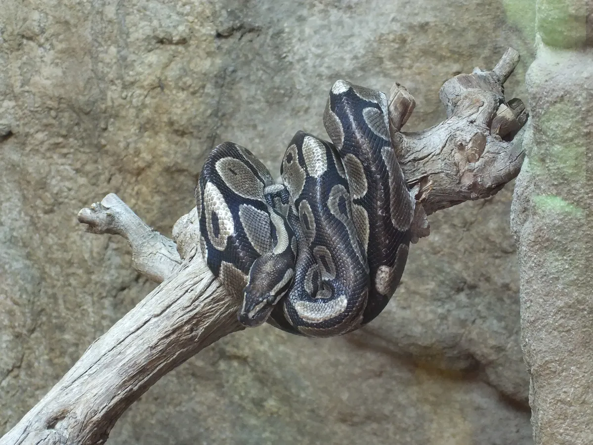 Close-up of a ball python head and eyes