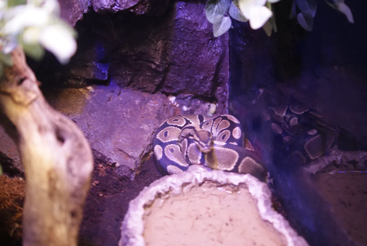 Young ball python resting in a coiled position