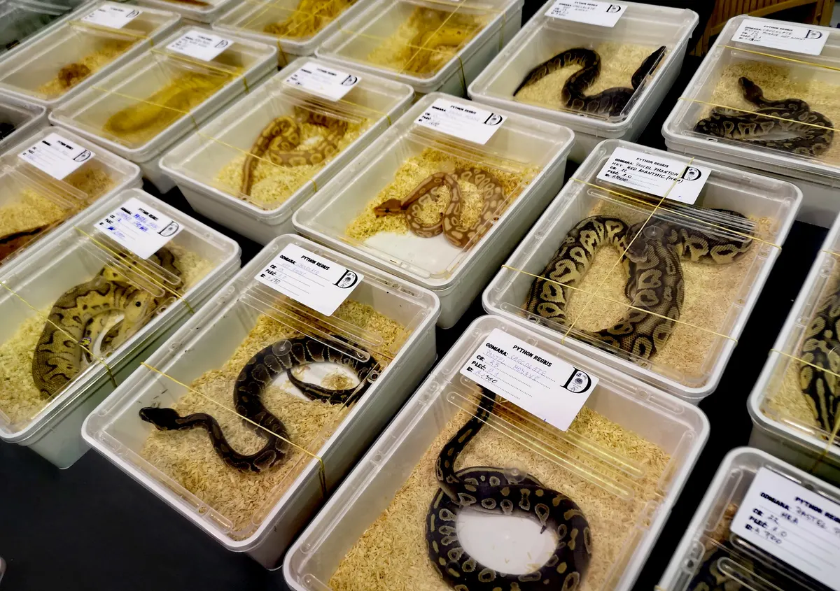 Ball python in habitat after feeding season