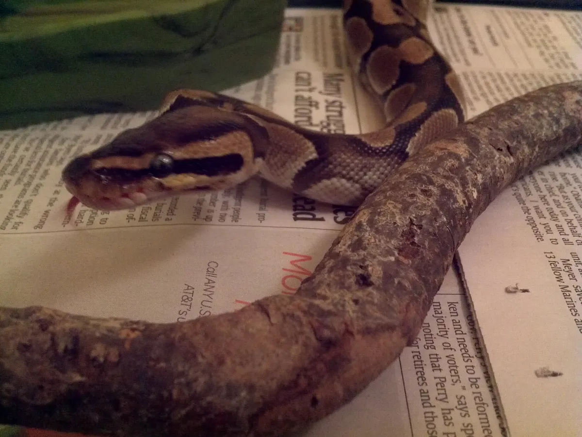 Ball python coiled with its head resting on its coils
