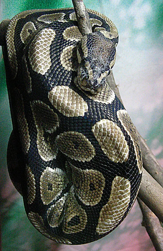 Ball python hidden in shaded ground cover