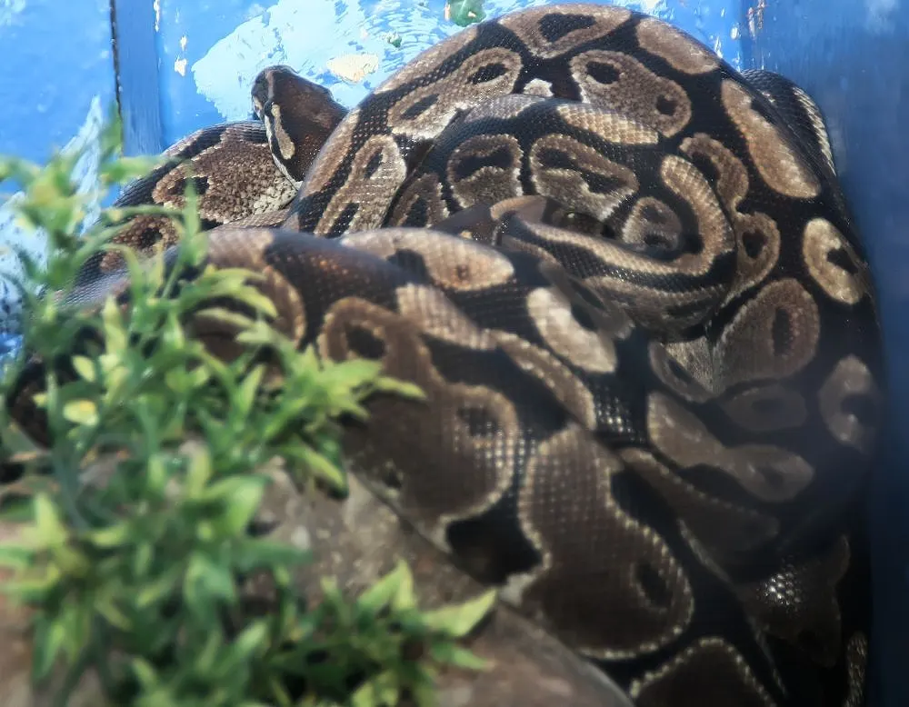 Ball python on the ground in an open enclosure