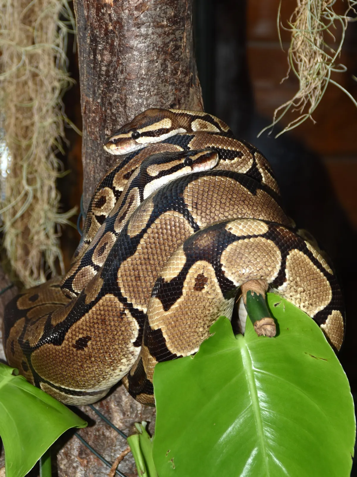 Ball python with prey in its coils
