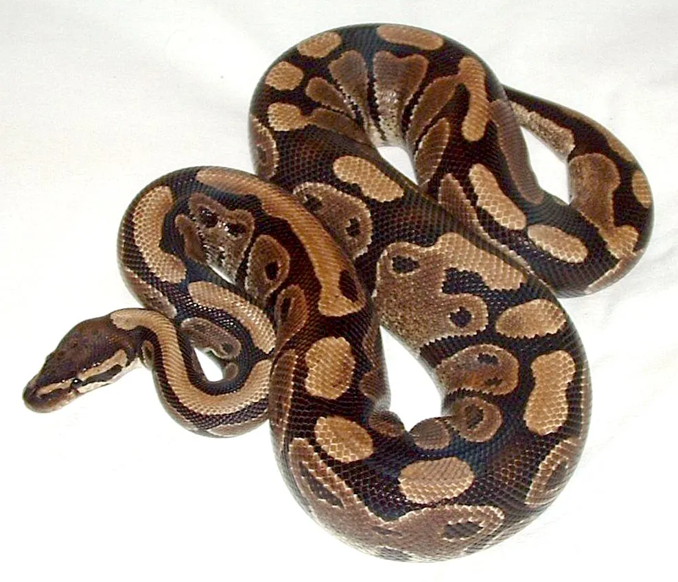 Adult ball python coiled in a resting pose