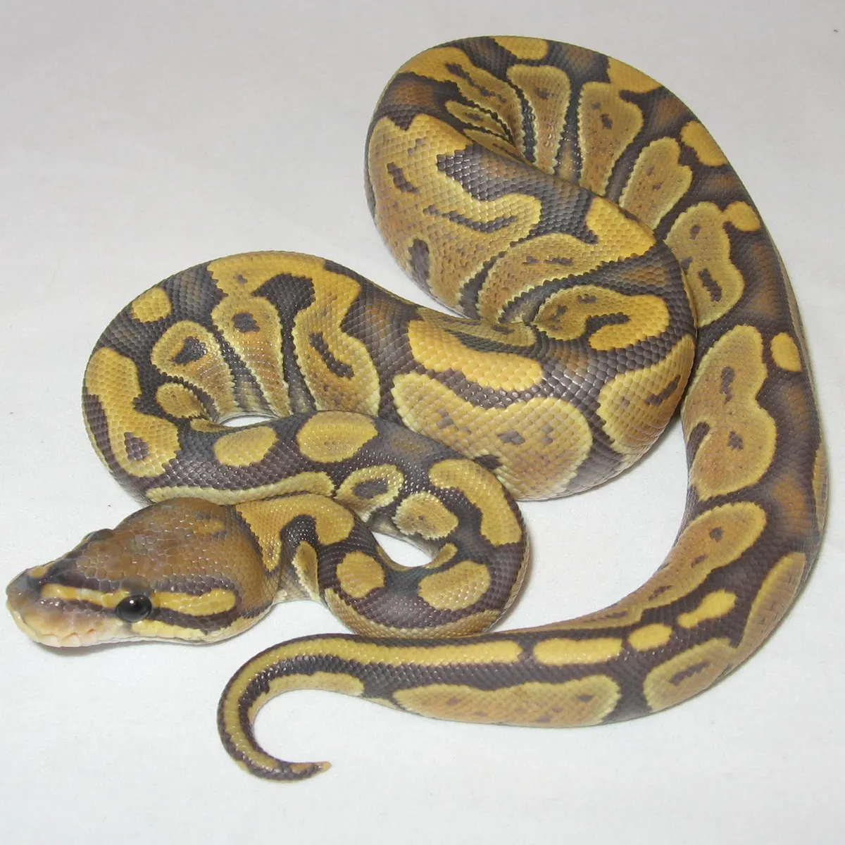 Ball python with pale orange and cream color pattern