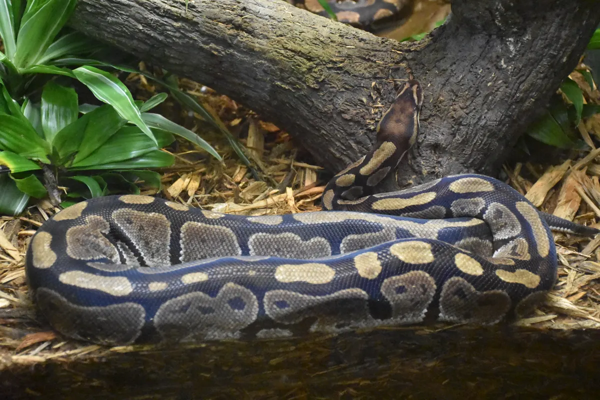 Ball python in shaded ground habitat