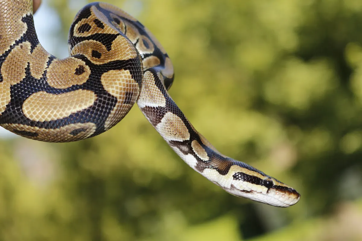 Ball python coiled on a branch