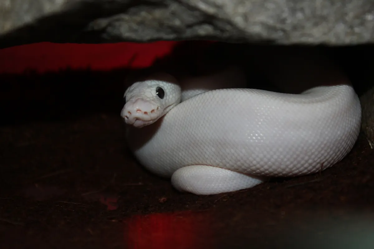 Ball python in West African habitat setting
