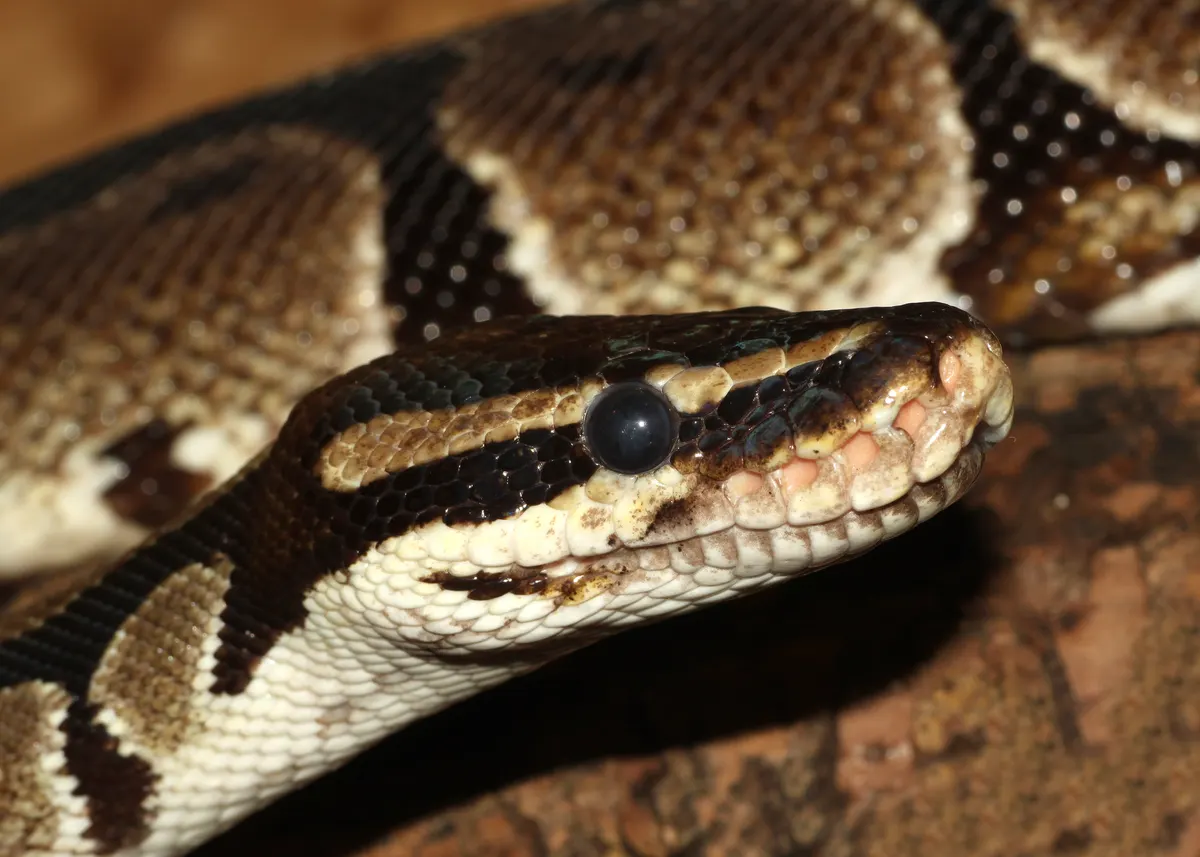 Ball python head showing body scale pattern