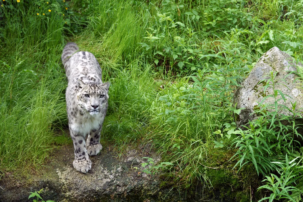 A young or baby Snow Leopard showing early development