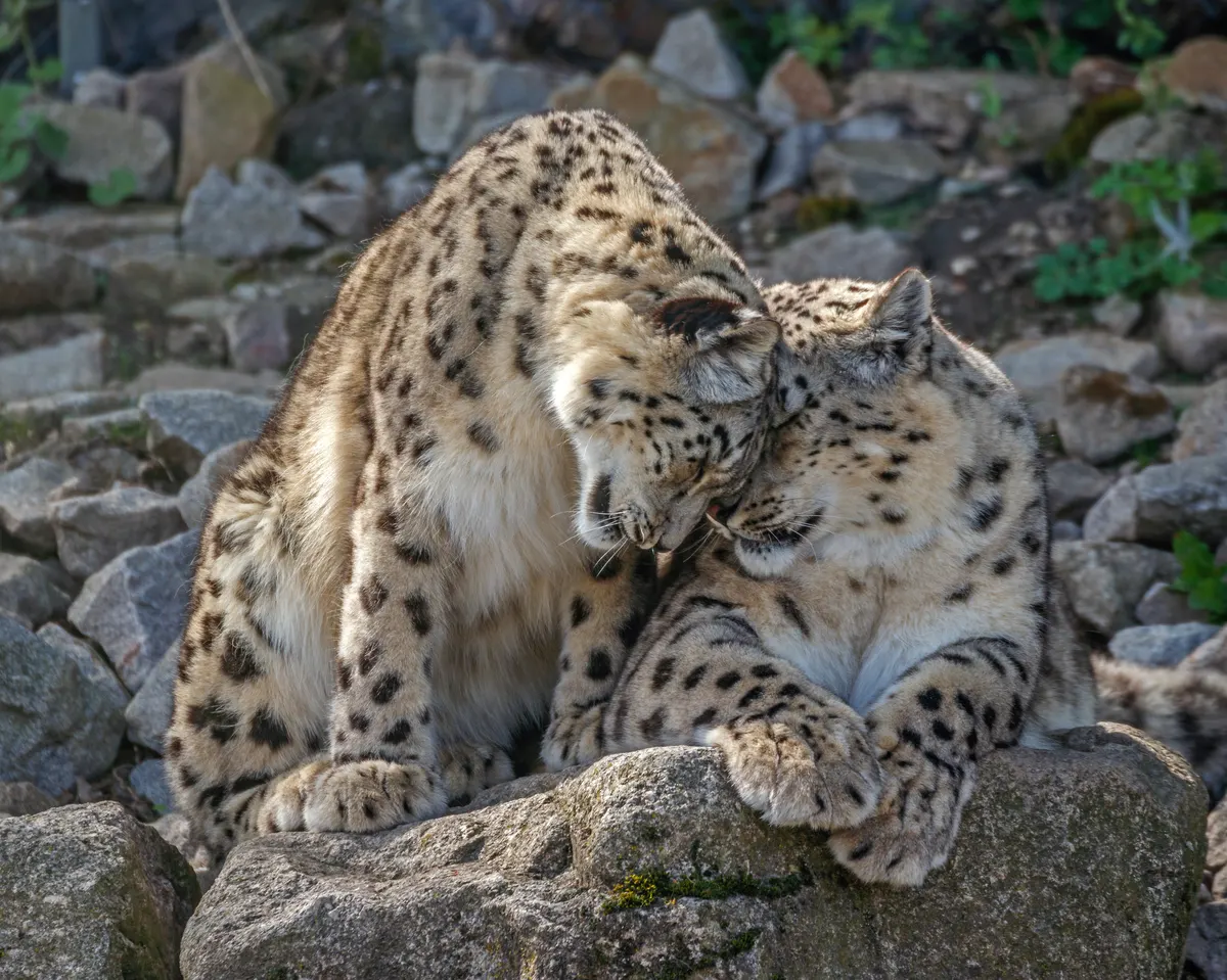 Panthera uncia - Zoo Karlsruhe 03