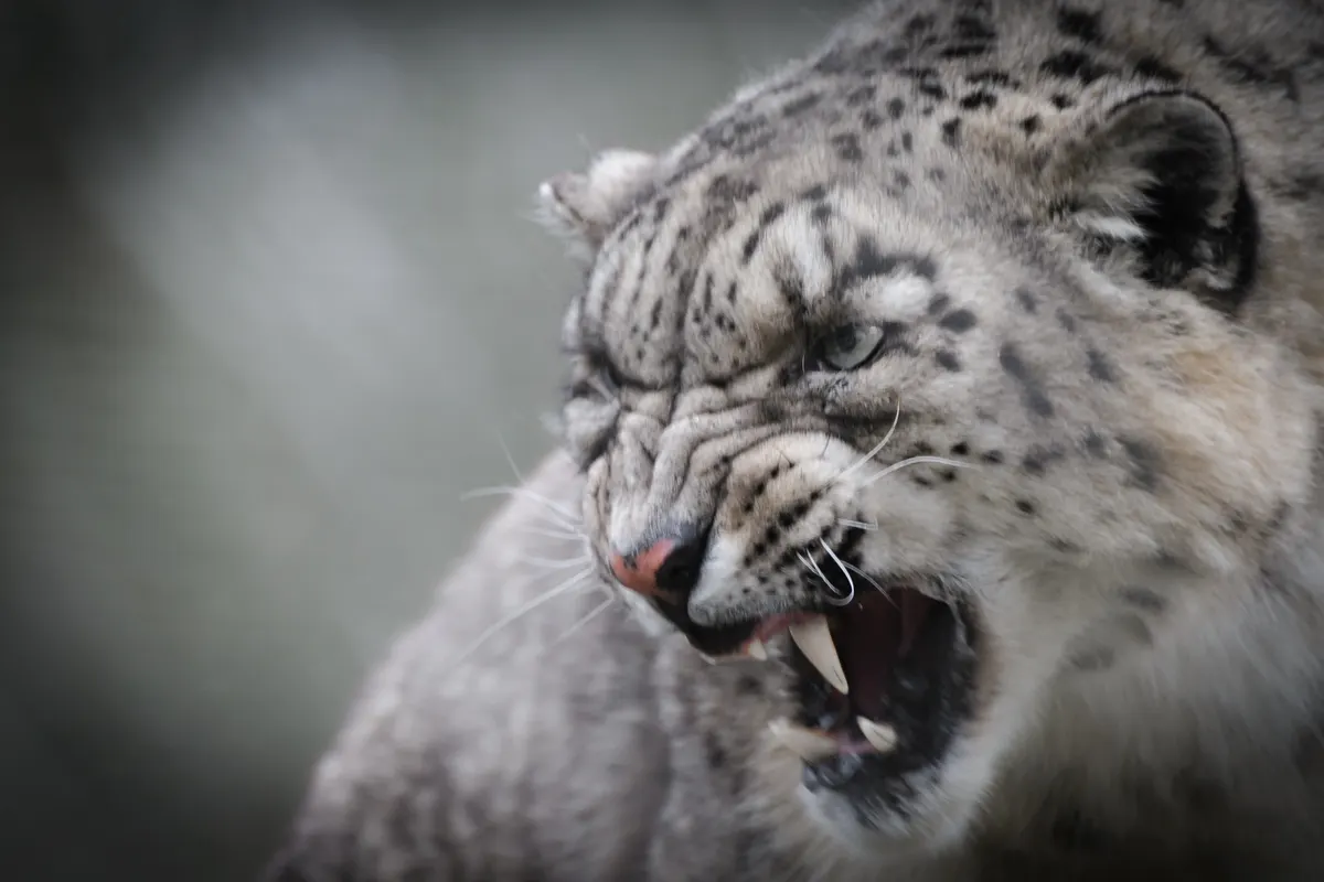 A young or baby Snow Leopard showing early development