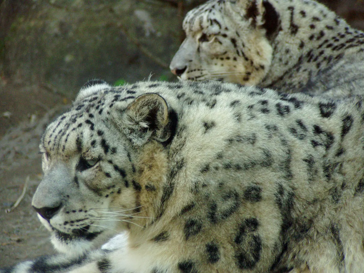A Snow Leopard finding or consuming food