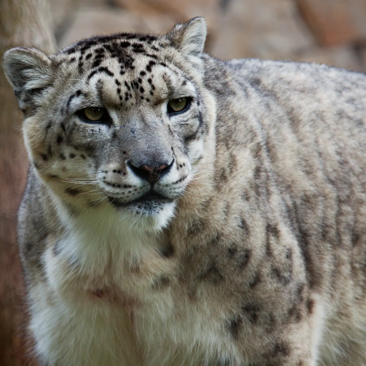 A group of Snow Leopards interacting with each other