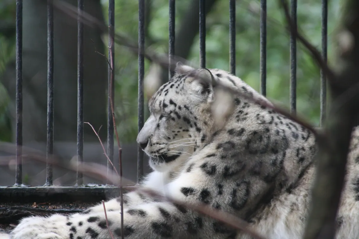A Snow Leopard navigating its natural environment