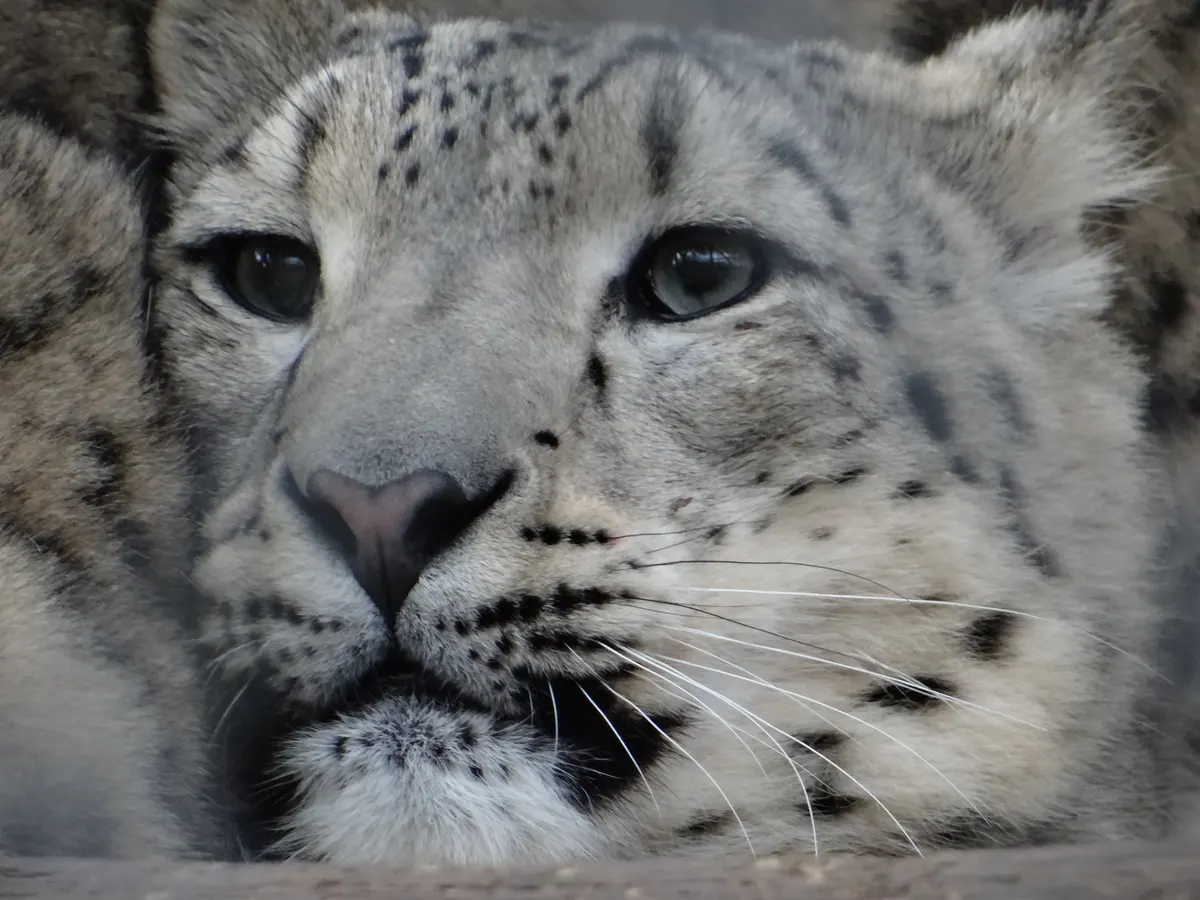 Uncia uncia in Warsaw Zoo - 02