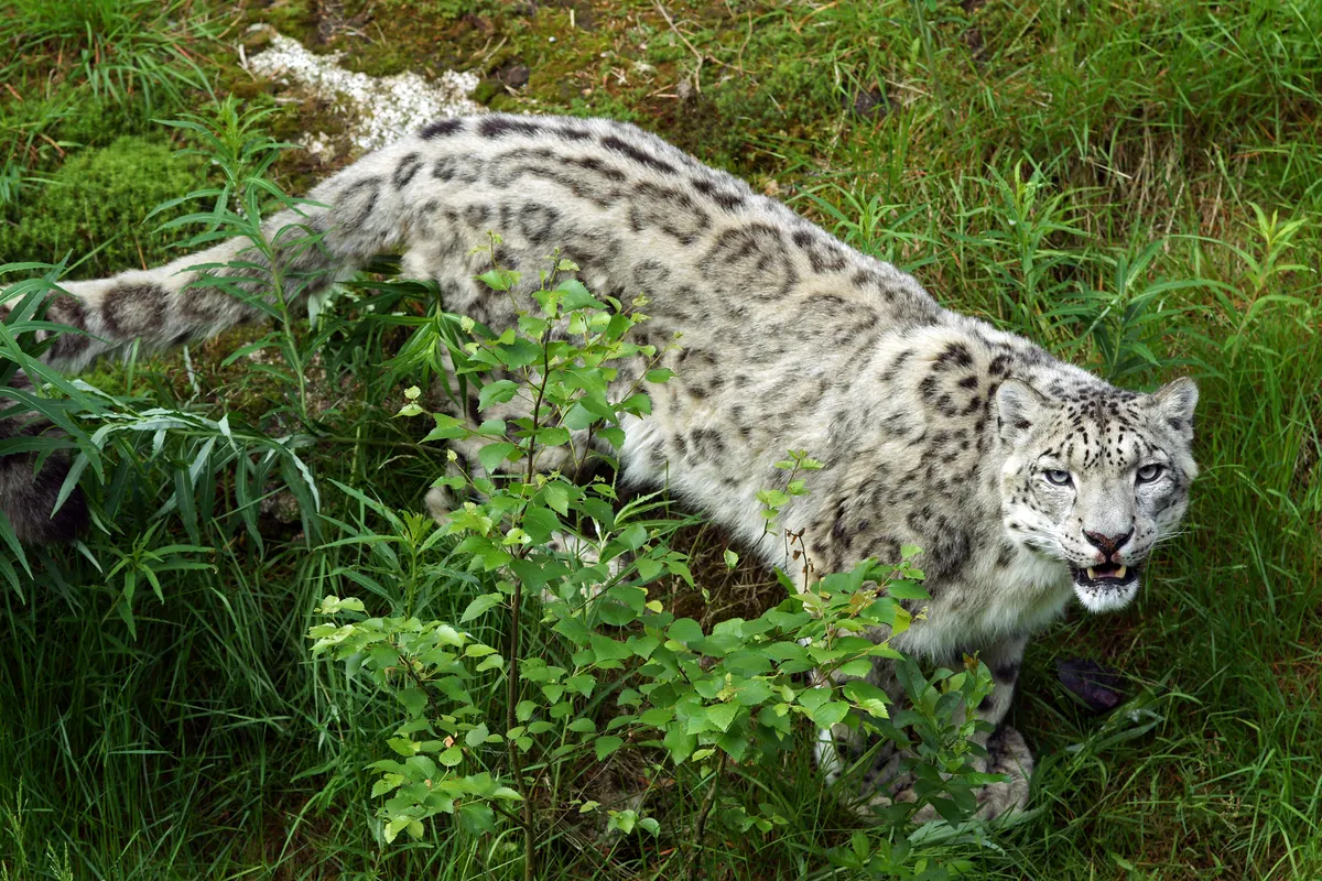 A Snow Leopard finding or consuming food