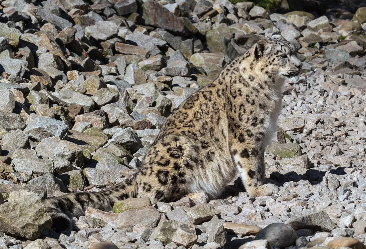 A group of Snow Leopards interacting with each other