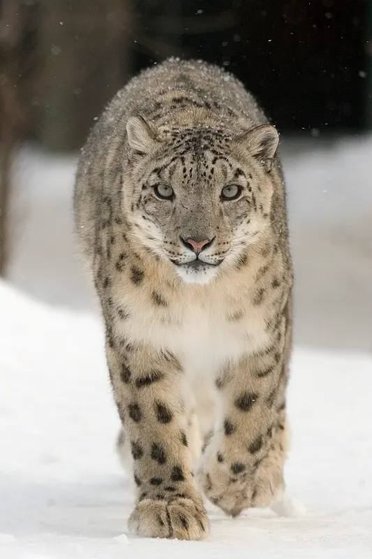 A Snow Leopard showing a unique behavior or adaptation
