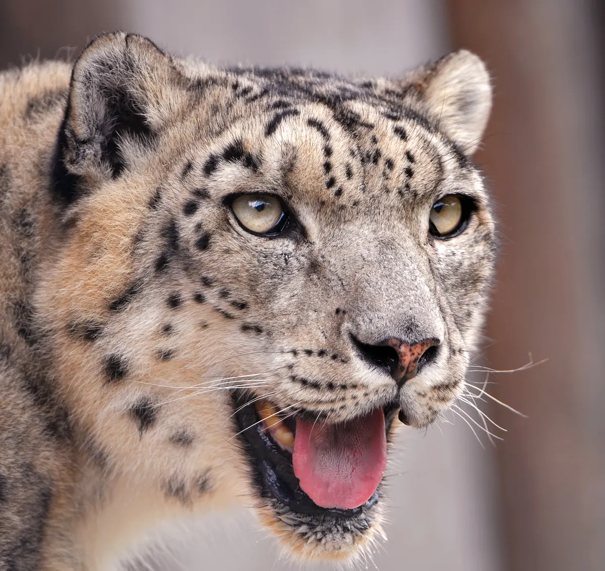 A Snow Leopard navigating its natural environment