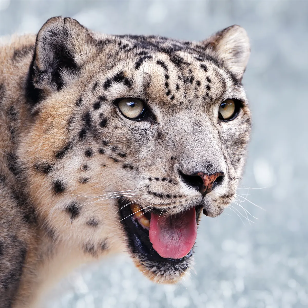 A beautiful portrait of a Snow Leopard in the wild