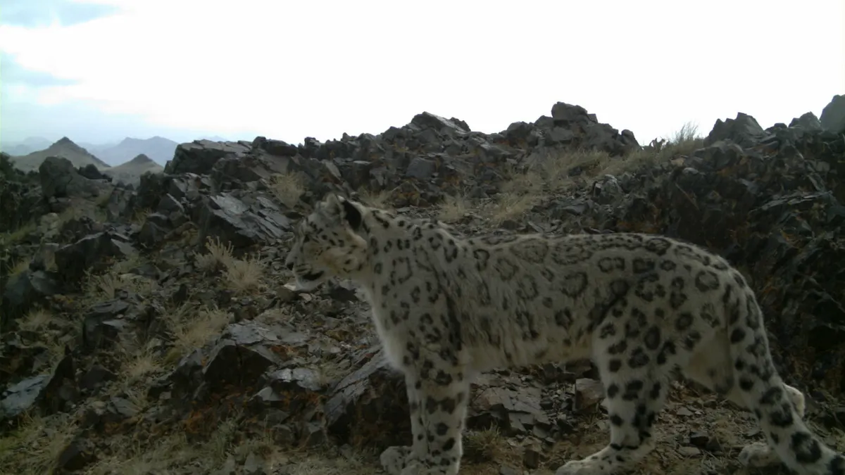 Wild snow leopard standing on a rocky ridge with mountains behind