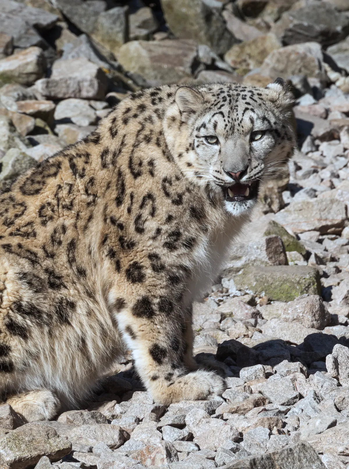 A Snow Leopard traveling across its geographic range