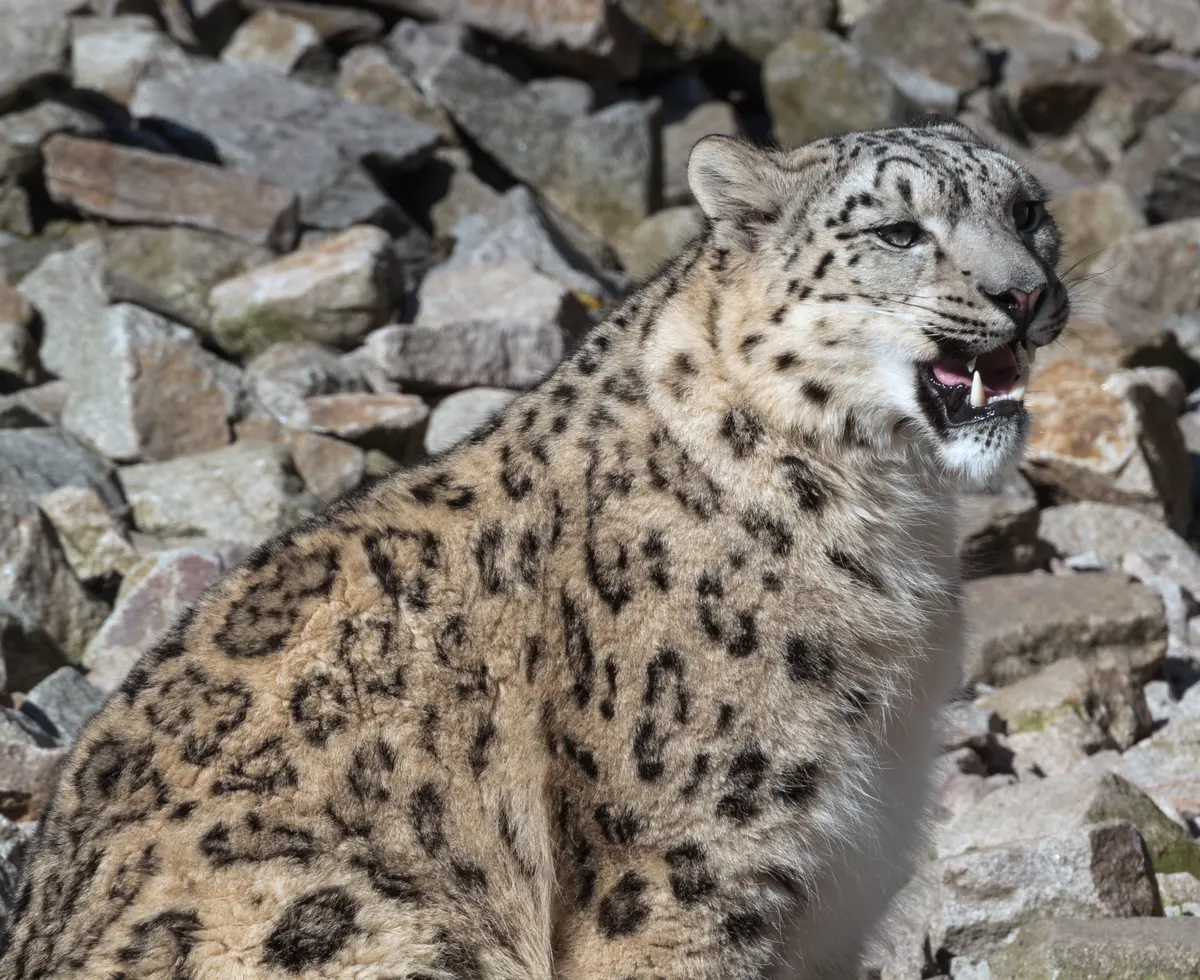 A photo showing the size of a Snow Leopard
